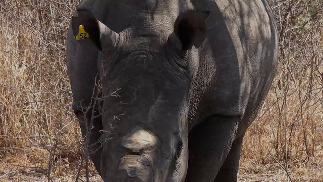 White rhino murdered for its horn in French Zoo