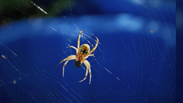 Spiders could eat all humans on Earth in one year, research shows