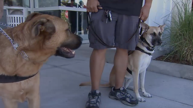 Pilot program helping service dogs sense trauma in veterans