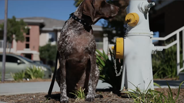 Dog helps other rescues, given honorary fire hydrant