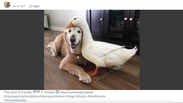 Researchers have determined that Instagram is the worst app for your mental health