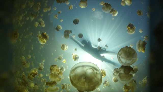 The official treatment for a jellyfish sting isn't what you're thinking