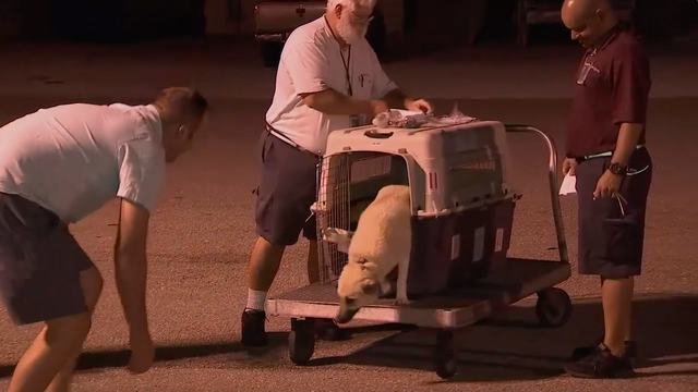 SPCAI reunites soldier with dog from Iraq