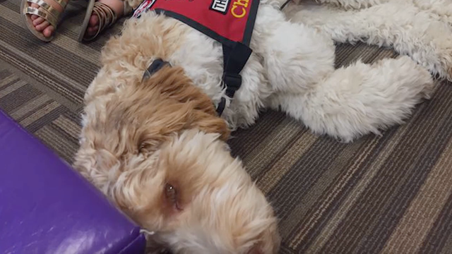 Dog becomes first therapy dog for funerals in Texas