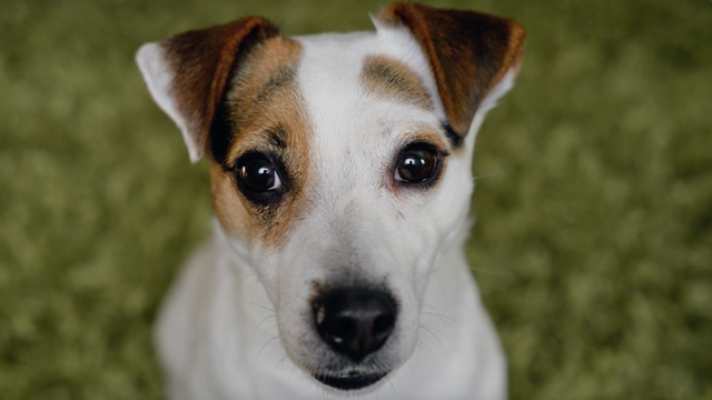 Keeping your pet comfortable during Fourth of July fireworks