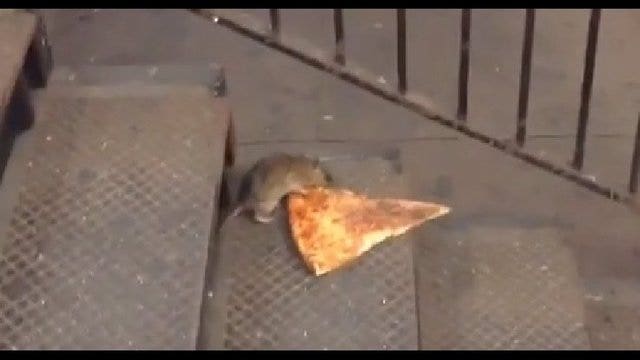 WATCH: Rat drags entire slice of pizza down subway stairs