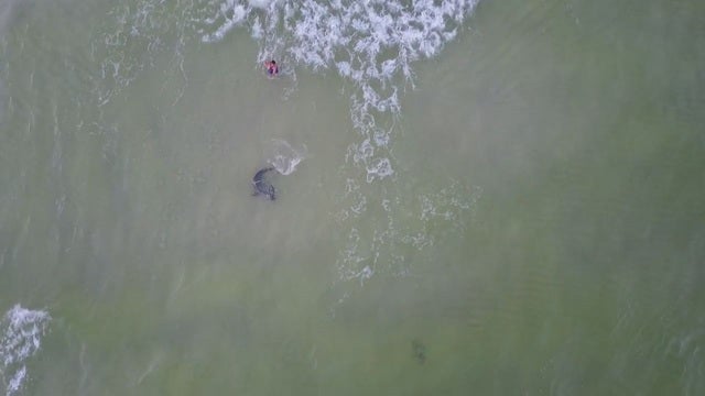 Drone spots large shark caught feet from shore
