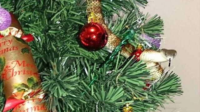 Snake appears in Christmas tree