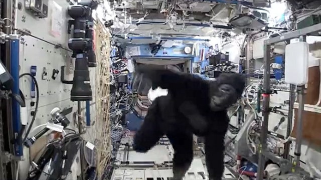 Video: Monkey business aboard space station