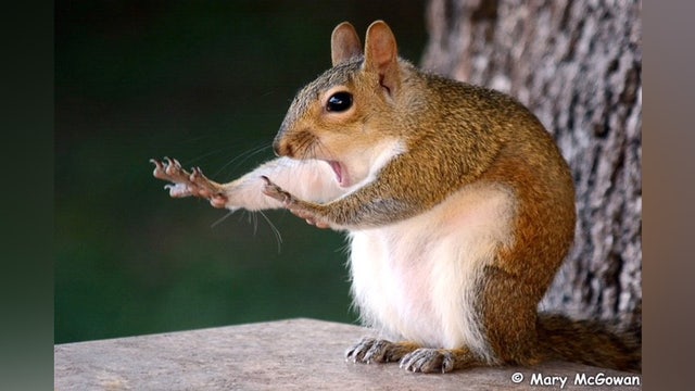 Nuts! Brandon woman's squirrel photo wins international awards