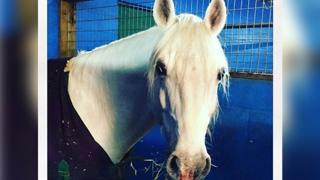 Herrmanns' Royal Lipizzan Stallions