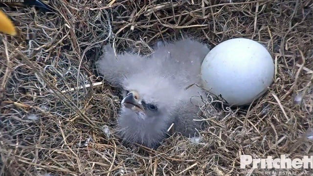 EAGLE CAM: Eagles, fans watch for second egg to hatch