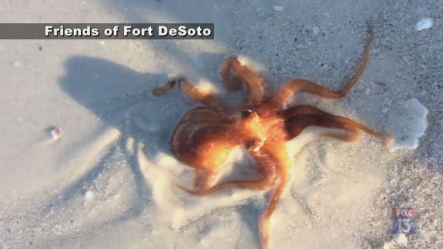 WATCH: Octopus slides along Fort DeSoto beach