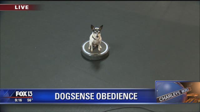 A morning at DogSense Obedience
