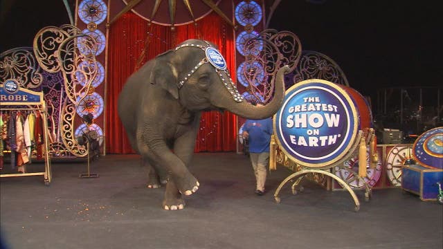 A morning with The Ringling Bros. and Barnum & Bailey Circus