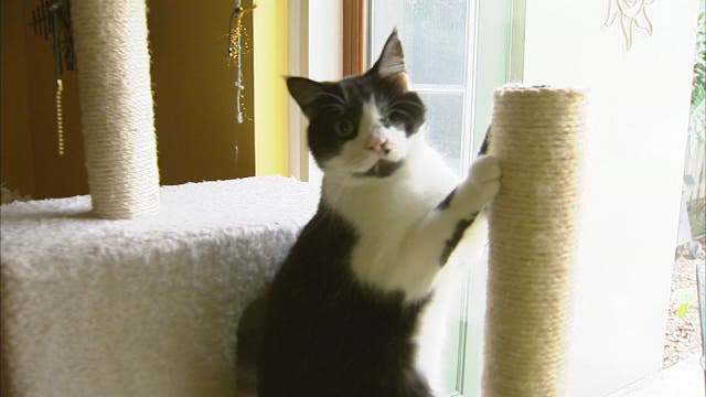 'Zombie Cat' recovery continues