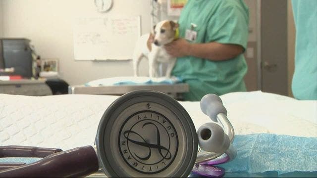 Expert tips on best, most affordable pet nsurance