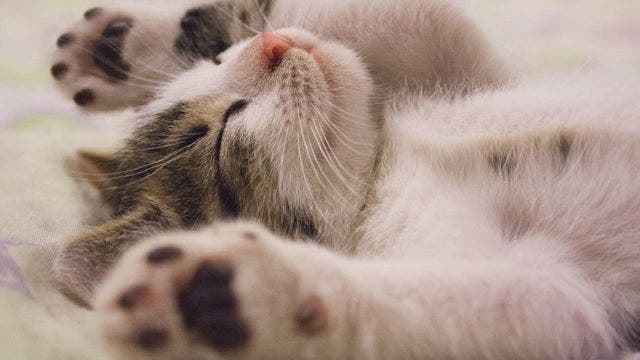 Kitten pop-up shop coming to DC and the cuteness is fur-real