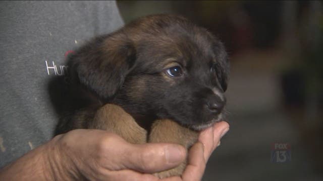 FOX 13 reporter finds abandoned puppy