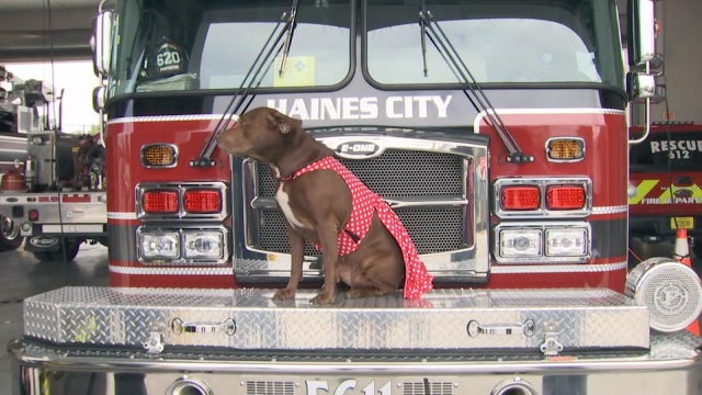 Firefighters' calendar features four-legged 'diva'