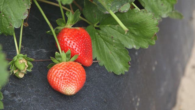 Charley at the Florida Strawberry Growers Association
