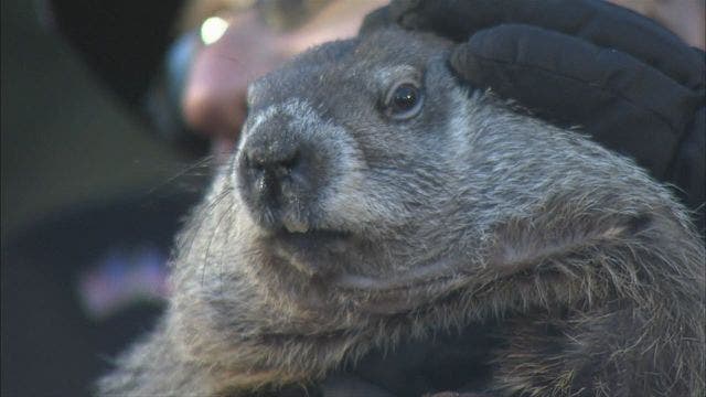 No shadow: Pennsylvania groundhog 'predicts' early spring