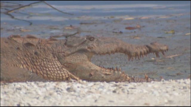 12-foot crocodile spotted sunning itself on Florida beach