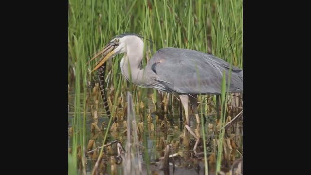 VIDEO: Heron eats baby alligator