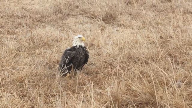Game warden lets bald eagle's frozen wings thaw in his truck