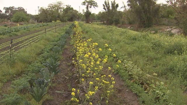 Memberships offered at Tampa organic farm