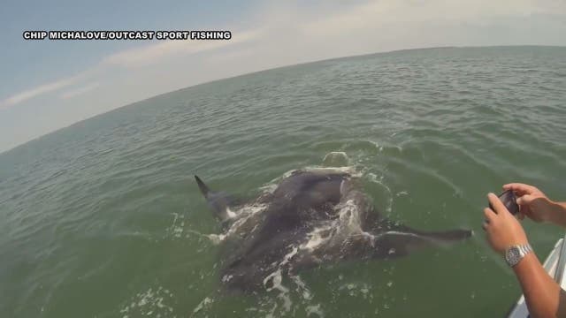 Giant manta ray swims alongside boaters