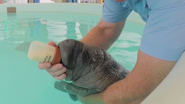 Orphaned manatee calf starts her new life in the wild