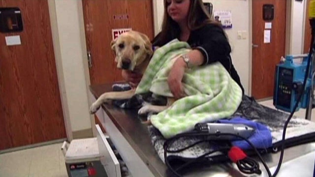 Vets: Animals need blood donations too