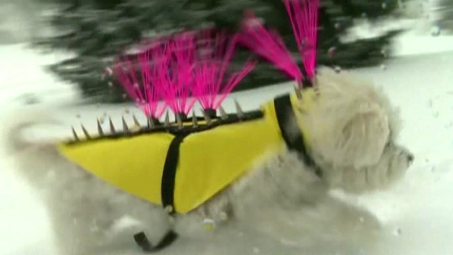 Spiked vests keep coyotes from attacking small dogs