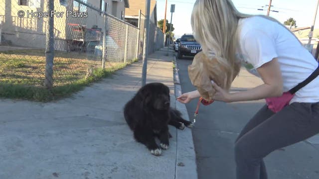 Rescued dog travels 1,000 miles to become therapy animal