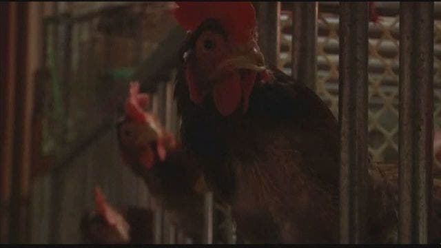 Bird flu found at Tyson Foods chicken supplier
