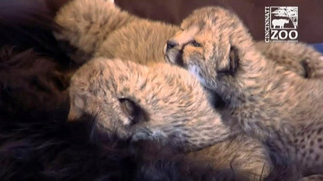 Dog steps in to help orphaned cheetah cubs