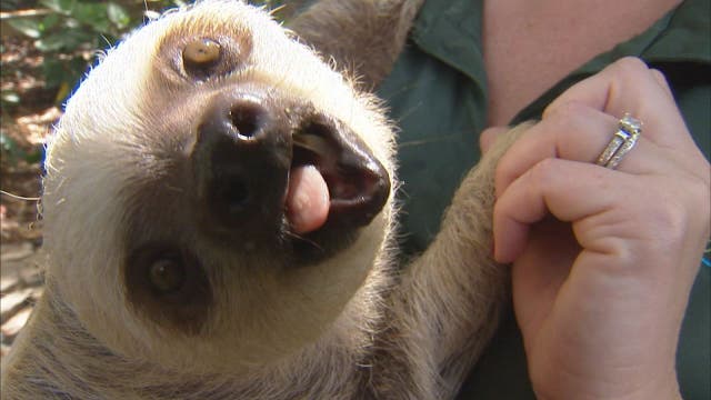 Slow down, kids! Busch Gardens' sloths celebrate first birthdays