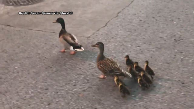 Ducklings rescued from storm drain in South Tampa