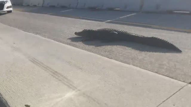 WATCH: Alligator on interstate in Jacksonville