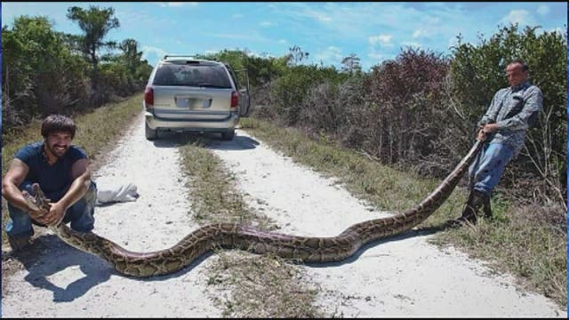 Hunting challenge netting huge pythons in Florida Everglades