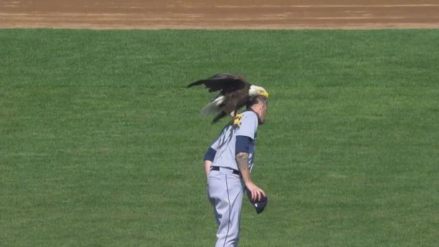 Eagle lands on Mariners pitcher before game