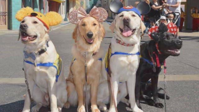 Service dogs in training enjoy day at Disneyland