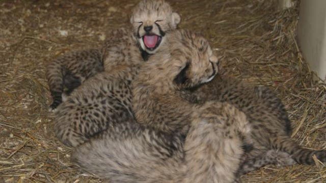 Twelve cheetah cubs were born at the Smithsonian Institute, we can't handle the cuteness