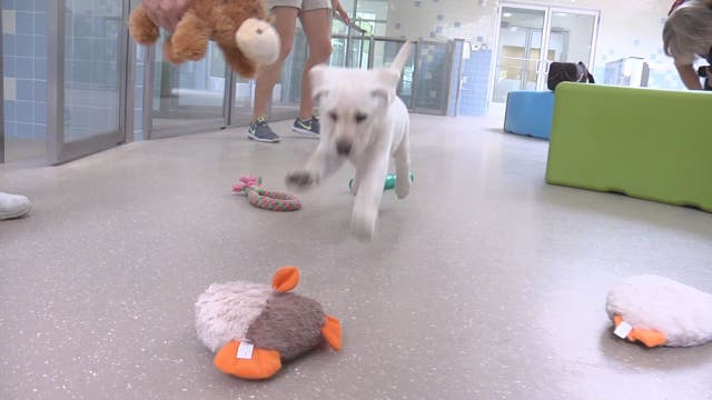 Southeastern Guide Dogs opens puppy academy