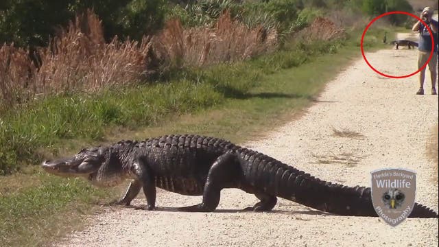 Photographer doesn't notice giant gator behind him