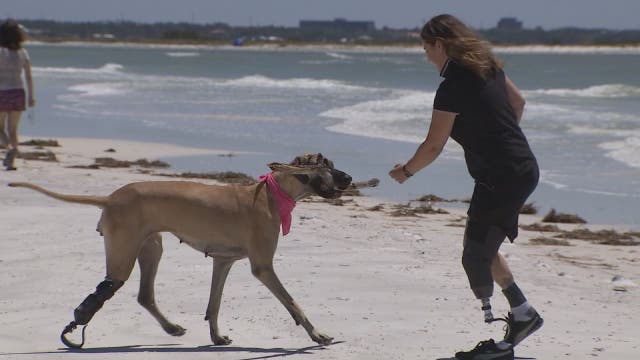 Great Dane from Palm Harbor in the running for Hero Dog award