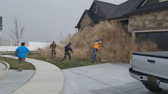 Tumbleweed completely block Utah home