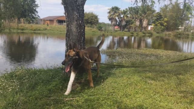 Alligator bites retired police dog, who probably bit back