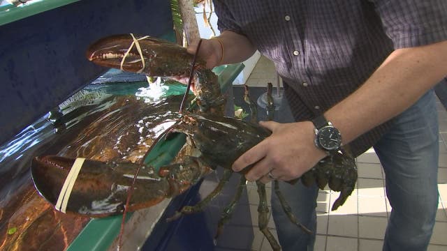 Ward's Seafood Market catching fresh fish for 63 years